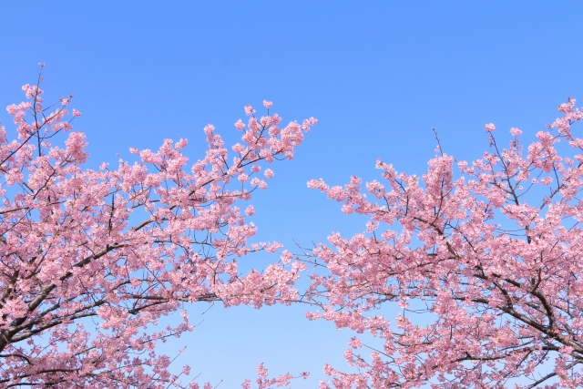 桜